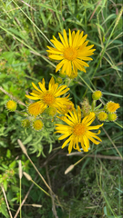 Heterotheca camporum