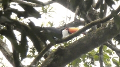Ramphastos toco