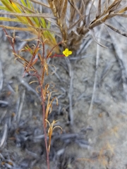 Camissonia strigulosa