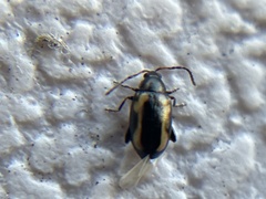 Phyllotreta