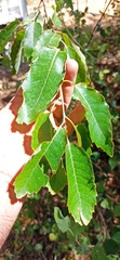 Quercus faginea