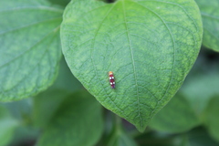 Erythrogonia accepta