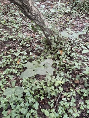 Viburnum setigerum
