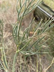 Astragalus pectinatus