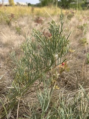 Astragalus pectinatus