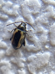 Phyllotreta