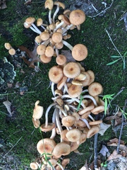 Physalacriaceae