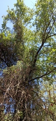 Quercus faginea