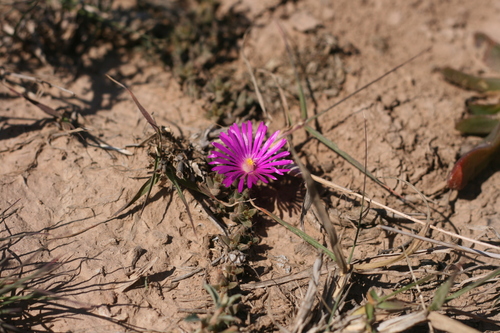 Bearded Crownfig (Trichodiadema barbatum)