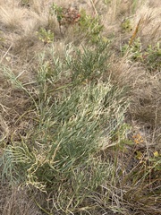 Astragalus pectinatus