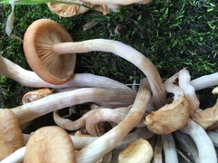 Physalacriaceae