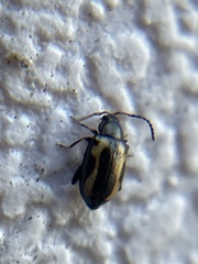 Phyllotreta