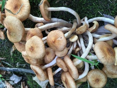Physalacriaceae