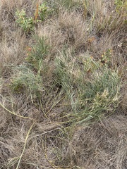 Astragalus pectinatus