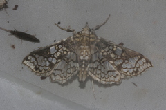 Megastes praxiteles