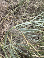 Astragalus pectinatus