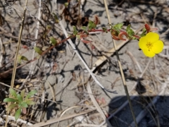 Camissoniopsis cheiranthifolia cheiranthifolia