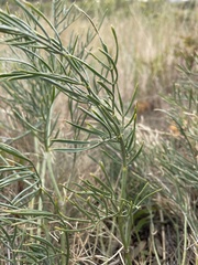 Astragalus pectinatus