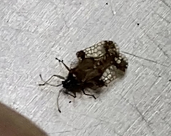 Tingidae