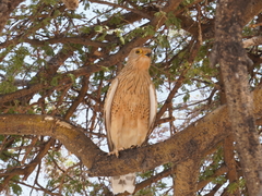 Falco rupicoloides