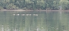 Branta canadensis
