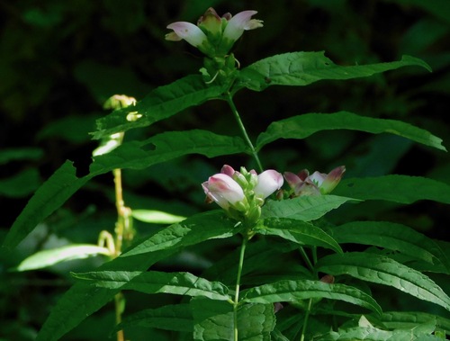 Chelone glabra