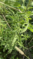 Heterotheca camporum