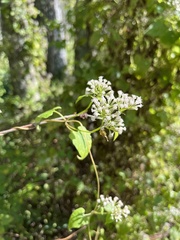 Mikania scandens