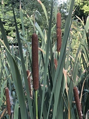 Typha