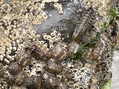 Onchidoris bilamellata