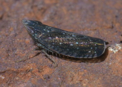 Scaphytopius frontalis