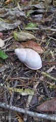 Megalobulimus oblongus