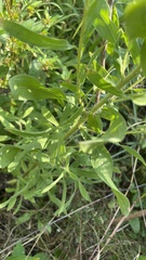 Heterotheca camporum