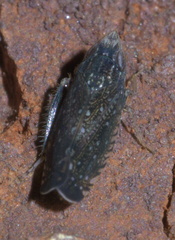 Scaphytopius frontalis