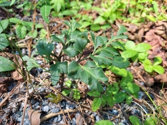 Sceptridium biternatum