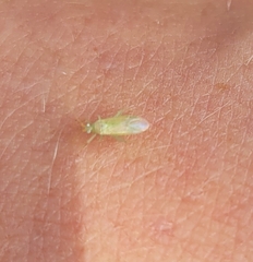 Malacocoris chlorizans