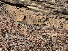 Aspidoscelis sexlineatus