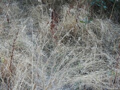 Carduus pycnocephalus