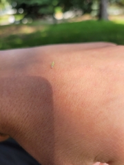 Malacocoris chlorizans