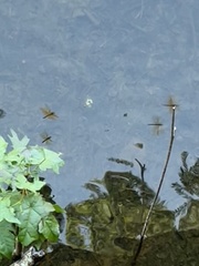 Perithemis tenera