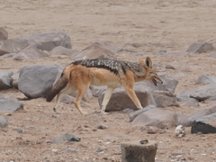 Lupulella mesomelas mesomelas