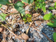 Sceptridium biternatum