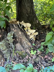 Armillaria mellea