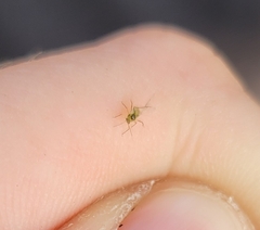 Macrosiphum euphorbiae