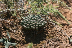 Euphorbia inermis