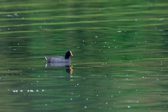 Fulica rufifrons