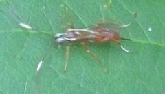 Ischnus inquisitorius