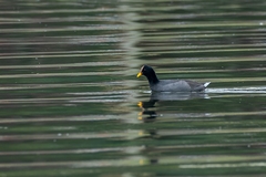 Fulica rufifrons