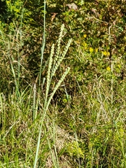 Paspalum floridanum