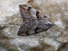 Aplocera praeformata